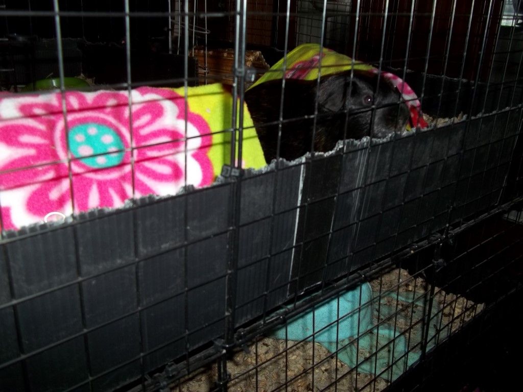 Chewing Pigs chewing on the grid bars Guinea Pig Cages